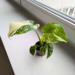 Monstera Creme Brulee - obrazek 5