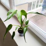 Monstera burle marx flame don12 - obrazek 2