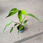 Monstera burle marx flame don12 - obrazek 8