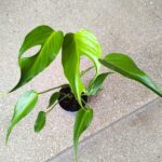 Monstera burle marx flame don12 - obrazek 7