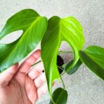 Monstera burle marx flame don12 - obrazek 6