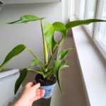 Monstera burle marx flame don12 - obrazek 4