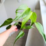 Monstera burle marx flame don12 - obrazek 3