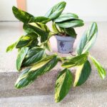Monstera Standleyana YELLOW VARIEGATA - obrazek 3
