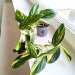 Monstera Standleyana YELLOW VARIEGATA - obrazek 6
