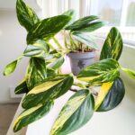 Monstera Standleyana YELLOW VARIEGATA