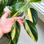 Monstera Standleyana YELLOW VARIEGATA - obrazek 5