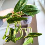 Monstera Standleyana YELLOW VARIEGATA - obrazek 4