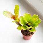 Neoregelia Fireball Linda