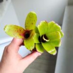Neoregelia Fireball Linda - obrazek 6