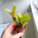 Neoregelia Fireball Linda - obrazek 5