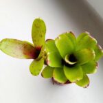 Neoregelia Fireball Linda - obrazek 4