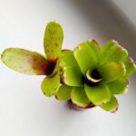 Neoregelia Fireball Linda - obrazek 3