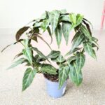 Cissus / Parthenocissus Amazonica - obrazek 2