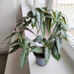 Cissus / Parthenocissus Amazonica - obrazek 8