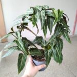 Cissus / Parthenocissus Amazonica - obrazek 7