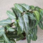 Cissus / Parthenocissus Amazonica - obrazek 6