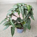Cissus / Parthenocissus Amazonica - obrazek 5