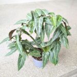 Cissus / Parthenocissus Amazonica - obrazek 4