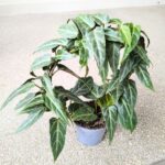 Cissus / Parthenocissus Amazonica