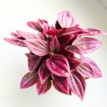 Peperomia Caperata LA PAZ TP12 - obrazek 2