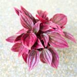 Peperomia Caperata LA PAZ TP12