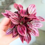 Peperomia Caperata LA PAZ TP12 - obrazek 7