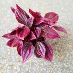 Peperomia Caperata LA PAZ TP12 - obrazek 6