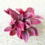 Peperomia Caperata LA PAZ TP12 - obrazek 5