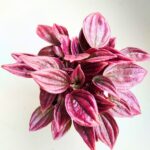 Peperomia Caperata LA PAZ TP12 - obrazek 4
