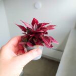 Peperomia Caperata LA PAZ TP12 - obrazek 3