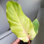 Filodendron / Philodendron Snowdrift Variegata - obrazek 4