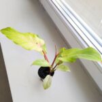 Filodendron / Philodendron Snowdrift Variegata - obrazek 3