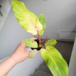 Filodendron / Philodendron Snowdrift Variegata - obrazek 2