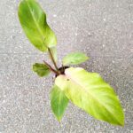Filodendron / Philodendron Snowdrift Variegata - obrazek 7
