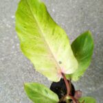 Filodendron / Philodendron Snowdrift Variegata