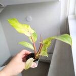 Filodendron / Philodendron Snowdrift Variegata - obrazek 5