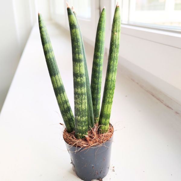 sansevieria sansewieria cylindryczna spaghetti (1) Sansewieria cylindryczna / Sansevieria cylindrica Spaghetti - obrazek 1