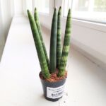 Sansewieria cylindryczna / Sansevieria cylindrica Spaghetti - obrazek 2