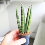 Sansewieria cylindryczna / Sansevieria cylindrica Spaghetti - obrazek 5