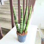 Sansewieria cylindryczna / Sansevieria cylindrica Spaghetti - obrazek 4