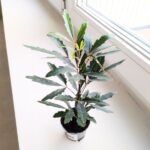 Szeflera / Schefflera Dizygotheca elegantissima - obrazek 2