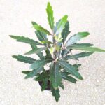 Szeflera / Schefflera Dizygotheca elegantissima - obrazek 5