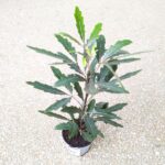 Szeflera / Schefflera Dizygotheca elegantissima