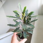 Szeflera / Schefflera Dizygotheca elegantissima - obrazek 3