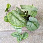 Scindapsus Silver Splash ms