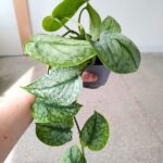 Scindapsus Silver Splash ms - obrazek 4