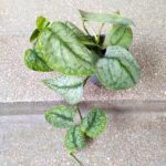 Scindapsus Silver Splash ms - obrazek 5