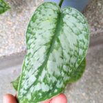 Scindapsus Silver Splash ms - obrazek 6