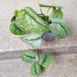 Scindapsus Silver Splash ms - obrazek 3